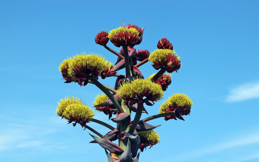 Floraison rare et spectaculaire sur le rond-point de la Font-Vive !