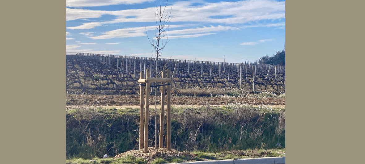 photo d'un arbre donné par le Conseil départemental et planté par le service entretien