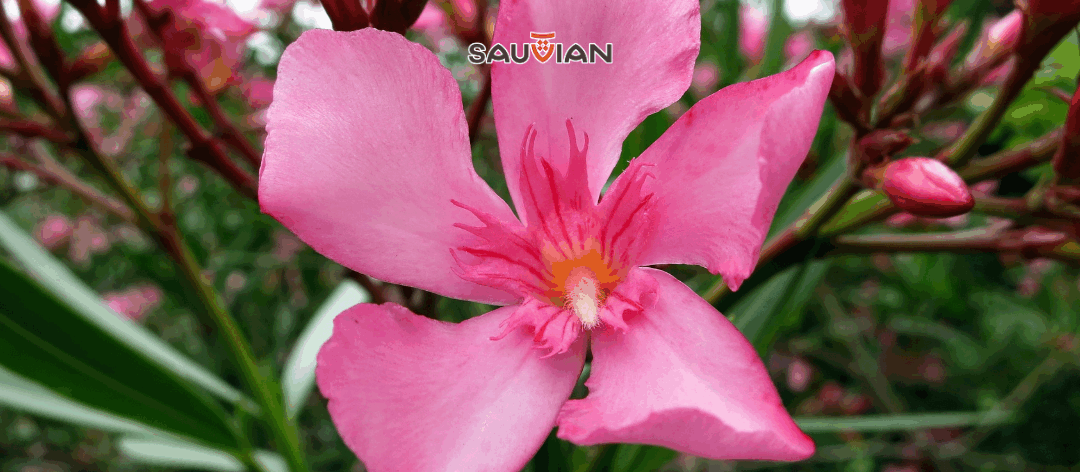 𝗟𝗲𝘀 𝗽𝗹𝗮𝗻𝘁𝗮𝘁𝗶𝗼𝗻𝘀 𝗰𝗼𝗻𝘁𝗶𝗻𝘂𝗲𝗻𝘁 𝗮̀ 𝗦𝗮𝘂𝘃𝗶𝗮𝗻 !